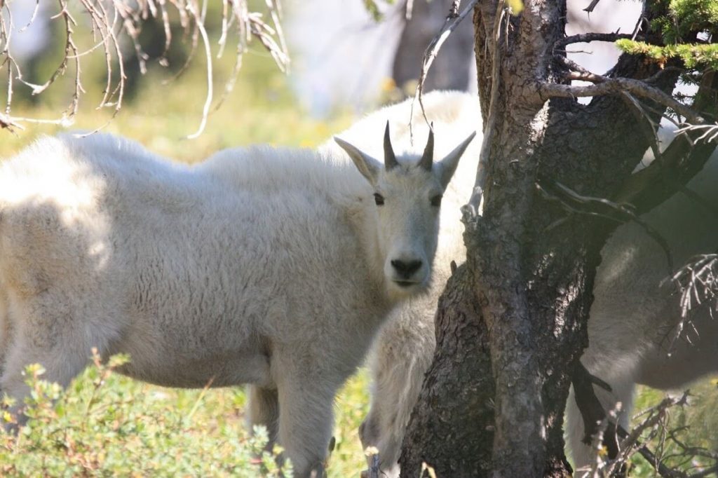 Proof that Alexis saw a mountain goat on the wimpy trail.  